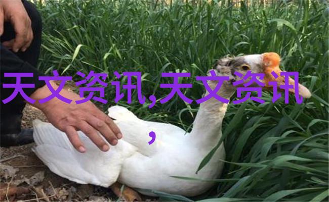 r是什么意思啊-探索r的多重含义与文化背后故事