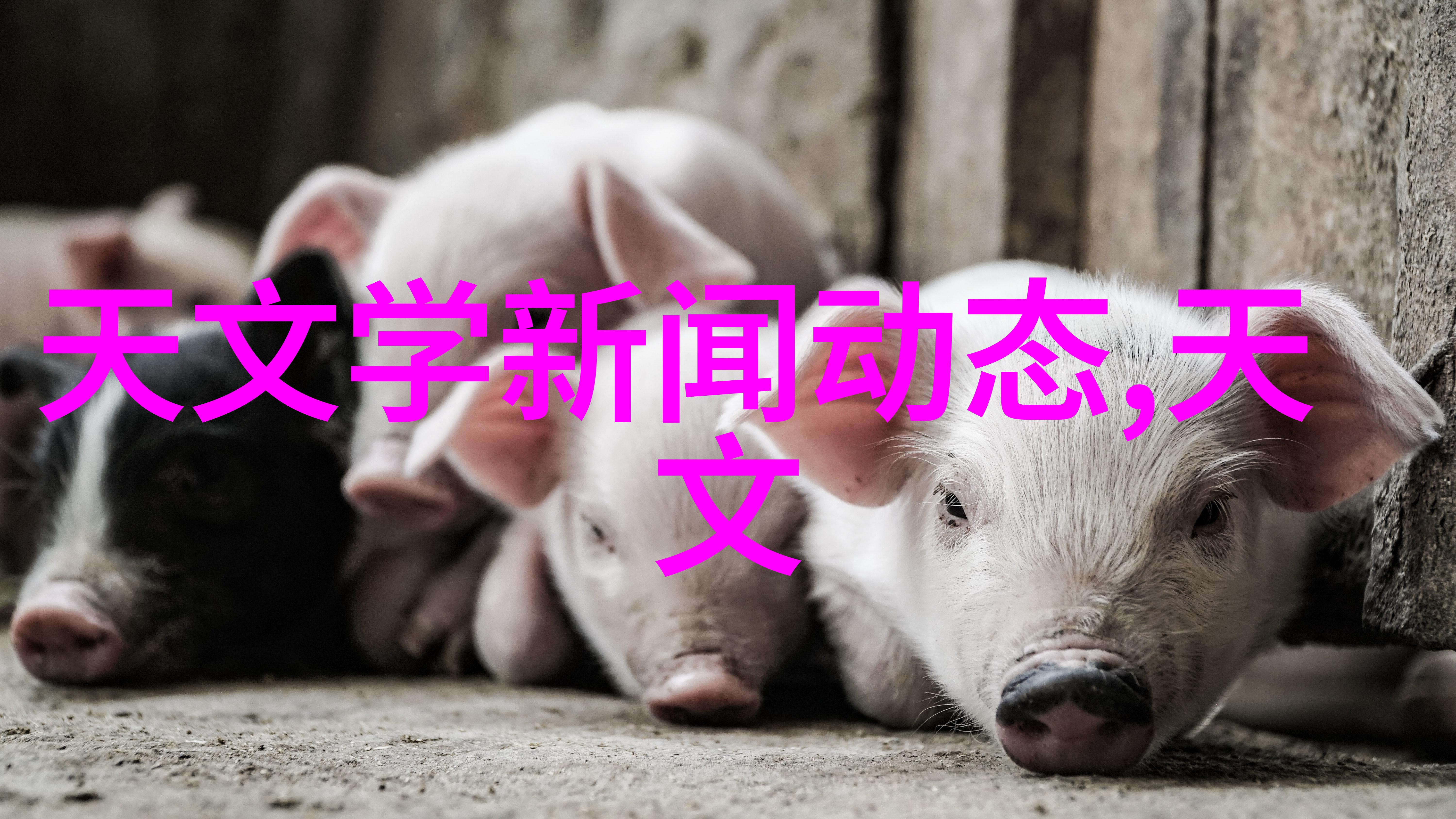 男人喜欢耐C还是不耐C的-男性的选择耐心与挑战之间的平衡