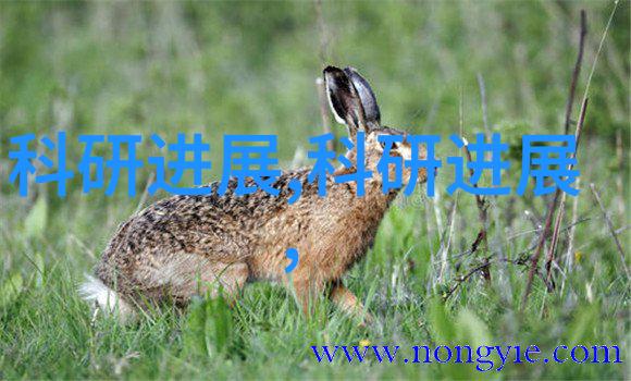 硅基技术深度解析半导体与芯片的精妙差异探究