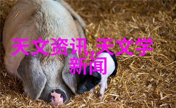 宇宙编织探索天择小说的无限可能