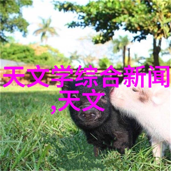 填料安装指南确保三瓣六瓣的完美搭配