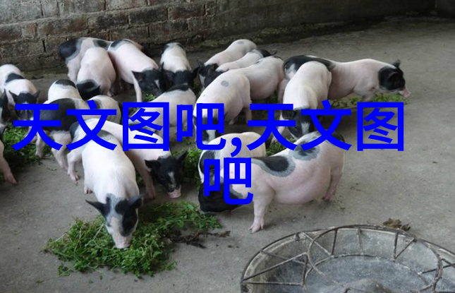 微波炉蒸鱼的正确烹饪技巧